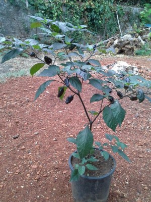 20160908_080626.jpg (202.89 KiB) Osservato 479 volte 20160908_080626.jpg