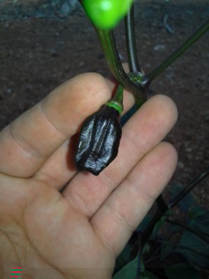 20160821_185159.jpg (60.74 KiB) Osservato 479 volte 20160821_185159.jpg