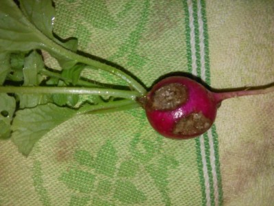 IMG_20161007_134918.jpg (106.78 KiB) Osservato 757 volte IMG_20161007_134918.jpg