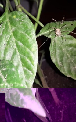 20161125_230309.jpg (69.87 KiB) Osservato 720 volte 20161125_230309.jpg