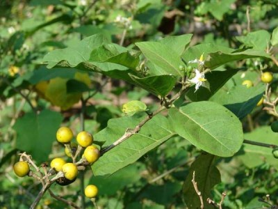 torvum 3.jpg (40.01 KiB) Osservato 1447 volte torvum 3.jpg