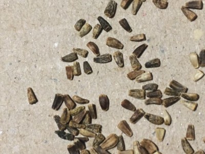 IMG_0982.JPG (98.79 KiB) Osservato 622 volte IMG_0982.JPG