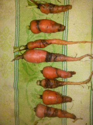 IMG_20170121_151715.jpg (106.96 KiB) Osservato 1341 volte IMG_20170121_151715.jpg