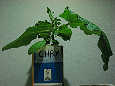 Pianta di Solanum chrysostrichum a tre mesi dalla semina.JPG