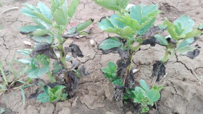 fava.jpg (116.57 KiB) Osservato 731 volte fava.jpg