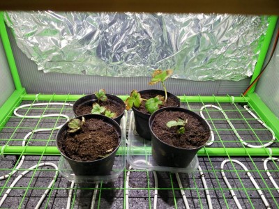 Fragole in serra / IMG_20170218_181658.jpg IMG_20170218_181658.jpg