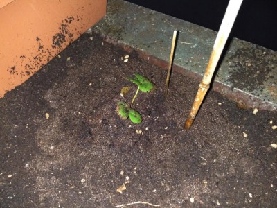 Fragole in fioriera / IMG_20170218_181632.jpg IMG_20170218_181632.jpg