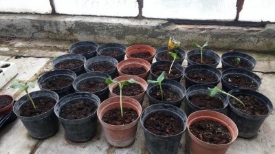 20170221_113428.jpg (111.16 KiB) Osservato 731 volte 20170221_113428.jpg