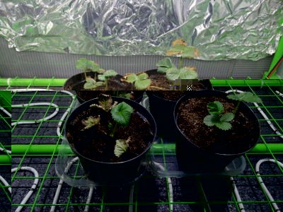 Fragole in serra 2 / 2 - serra.jpg 2 - serra.jpg