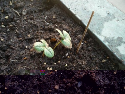 Fragole in fioriera 2 / 2 - fioriera.jpg 2 - fioriera.jpg