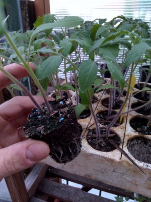 2017-04-15 15.48.37.jpg (103.28 KiB) Osservato 599 volte 2017-04-15 15.48.37.jpg