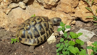 20170417_102046.jpg (154.53 KiB) Osservato 657 volte 20170417_102046.jpg