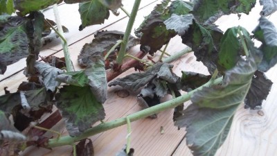 1493835446442-2025564003.jpg (86.16 KiB) Osservato 540 volte 1493835446442-2025564003.jpg