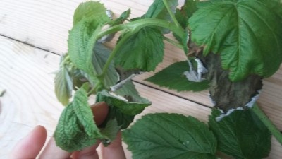 1493835543788-1175151785.jpg (59.07 KiB) Osservato 540 volte 1493835543788-1175151785.jpg