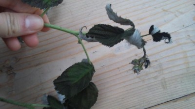 1493835599332296885469.jpg (50.32 KiB) Osservato 540 volte 1493835599332296885469.jpg