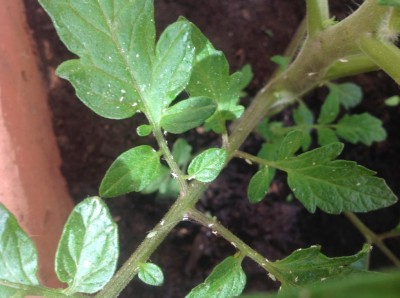 Sapete per caso se sono dannosi? Se sì, cosa posso fare ? / IMG_9874.JPG IMG_9874.JPG