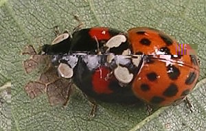coccinelle.jpg coccinelle.jpg