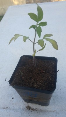 20170528_193004_resized.jpg (115.3 KiB) Osservato 885 volte 20170528_193004_resized.jpg