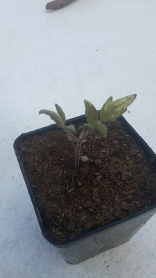 20170528_193017_resized_1.jpg (109.47 KiB) Osservato 885 volte 20170528_193017_resized_1.jpg