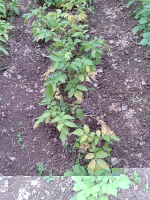 IMG_20170607_184459.jpg (193.76 KiB) Osservato 746 volte IMG_20170607_184459.jpg