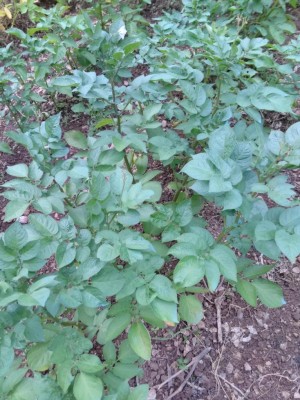 IMG_20170607_184515.jpg (147.26 KiB) Osservato 743 volte IMG_20170607_184515.jpg