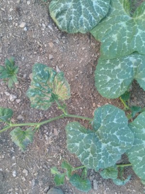 IMG_20170620_203640.jpg (143.87 KiB) Osservato 948 volte IMG_20170620_203640.jpg