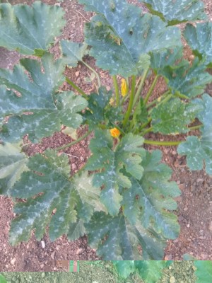 IMG_20170620_203617.jpg (125.1 KiB) Osservato 948 volte IMG_20170620_203617.jpg