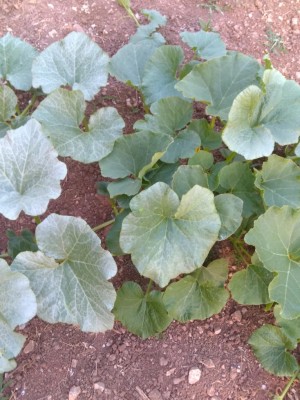 IMG_20170620_203536_1.jpg (125.84 KiB) Osservato 948 volte IMG_20170620_203536_1.jpg