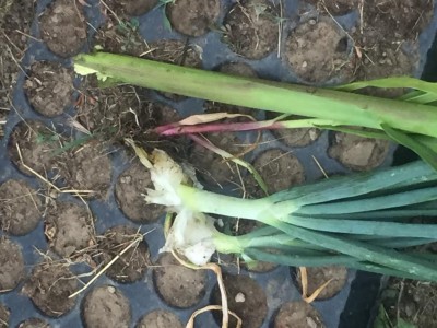 IMG_1469.JPG (110.65 KiB) Osservato 619 volte IMG_1469.JPG