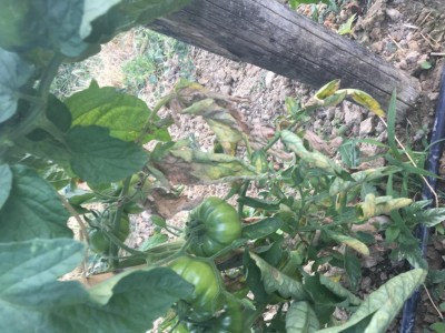 IMG_1141.JPG (124.96 KiB) Osservato 666 volte IMG_1141.JPG