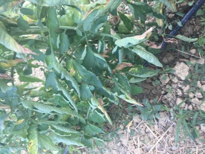 IMG_1142.JPG (131.34 KiB) Osservato 666 volte IMG_1142.JPG