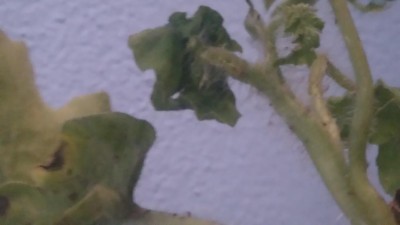 Le piantine sono già infestate, l altra volta erano più piccole e non ci avevo fatto caso / 149856741121067128685.jpg 149856741121067128685.jpg