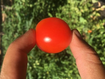 I primi pomodorini / IMG_6361.JPG IMG_6361.JPG