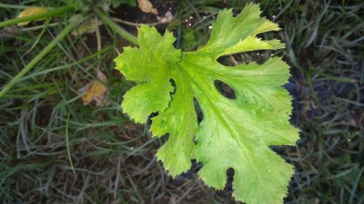 P_20170622_204537.jpg (82.32 KiB) Osservato 1409 volte P_20170622_204537.jpg