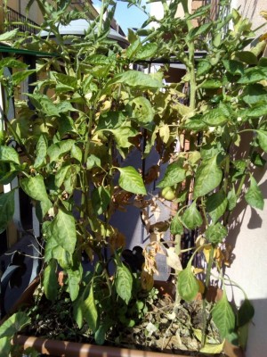 visione generale del vaso con piante / IMG_20170722_095014.jpg IMG_20170722_095014.jpg