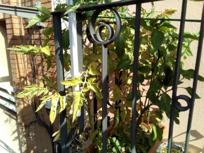 sporgendomi dal balcone per una vista laterale... :D / IMG_20170722_095310.jpg IMG_20170722_095310.jpg