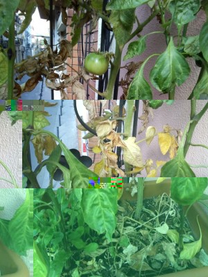 primo pomodoro, con ingiallimento foglie basse, pianta dx / IMG_20170722_095453.jpg IMG_20170722_095453.jpg