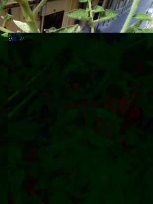 dettaglio di alcune foglie a 80cm, dove finisce i giallo e iniziano quelle verdi, pianta a sx. / IMG_20170722_095109.jpg IMG_20170722_095109.jpg