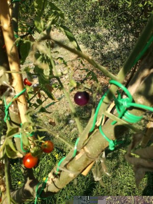 Ho innestato sul mauritianum il ciliegino blu ricavato da semi comprati in rete. Complice il gran caldo, credo, solo pochi fiori hanno alligato. Comunque basteranno per ricavare semi per l'anno prossimo e per assaggiarli. Sono veramente blu violaceo / IMG_20170719_084159.jpg IMG_20170719_084159.jpg