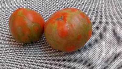 20170808_190517.jpg (135.97 KiB) Osservato 850 volte 20170808_190517.jpg