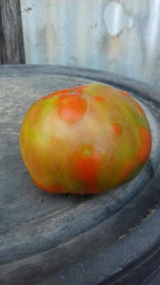 20170808_184707_resized.jpg (50.93 KiB) Osservato 850 volte 20170808_184707_resized.jpg