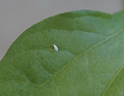 forum1.jpg (57.33 KiB) Osservato 765 volte forum1.jpg