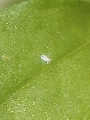 forum2.jpg (324.1 KiB) Osservato 765 volte forum2.jpg