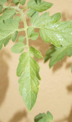 forum3.jpg (45.54 KiB) Osservato 765 volte forum3.jpg