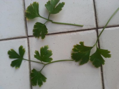 20170826_195751.jpg (53.51 KiB) Osservato 594 volte 20170826_195751.jpg