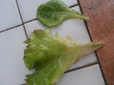 20170826_195757 (1).jpg (68.23 KiB) Osservato 594 volte 20170826_195757 (1).jpg