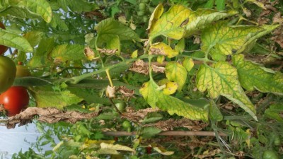 dettaglio pomodori foglie / 20170908_161241.jpg 20170908_161241.jpg