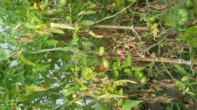 dettaglio pomodori pianta / 20170908_161246.jpg 20170908_161246.jpg