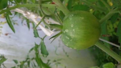 dettaglio red russian macchie / 20170908_161300.jpg 20170908_161300.jpg