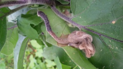 melanzane / 20170908_161314.jpg 20170908_161314.jpg